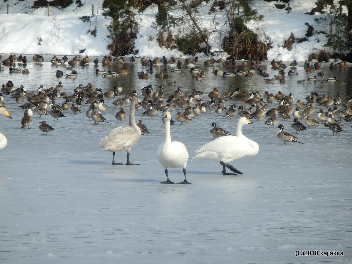 凍結した升潟の白鳥達