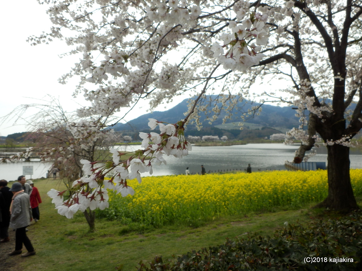 上堰潟公園の桜