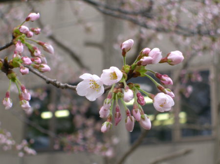 万代公園の桜－20100413